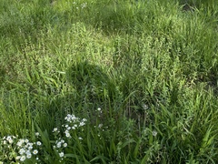 Euphorbia platyphyllos