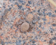 Habronattus clypeatus