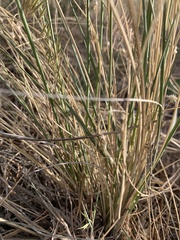 Hesperostipa comata comata