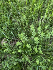 Euphorbia platyphyllos