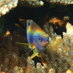 Neoglyphidodon polyacanthus