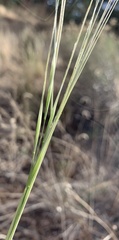 Hesperostipa comata comata
