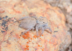 Habronattus clypeatus