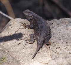 Sceloporus occidentalis occidentalis