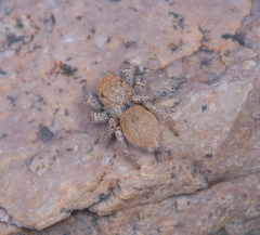 Habronattus clypeatus