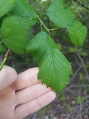 Crataegus flabellata