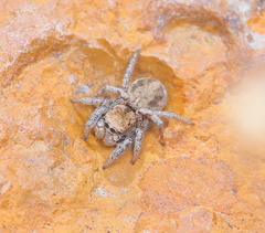 Habronattus clypeatus