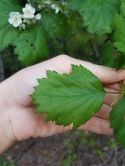 Crataegus flabellata
