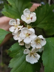Crataegus flabellata