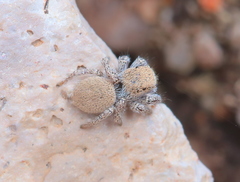 Habronattus clypeatus