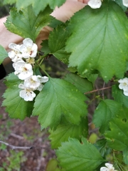Crataegus flabellata