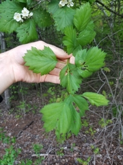 Crataegus flabellata