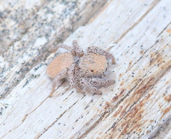 Habronattus clypeatus
