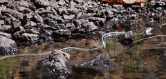 Thamnophis sirtalis concinnus
