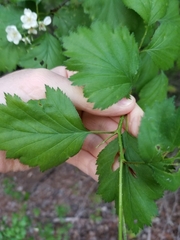 Crataegus flabellata