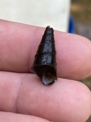 Pleurocera pyrenella