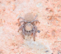 Habronattus clypeatus