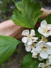 Crataegus flabellata