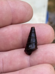 Pleurocera pyrenella