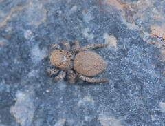 Habronattus clypeatus