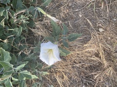 Datura wrightii