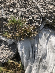 Crassulaceae