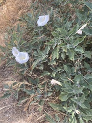 Datura wrightii