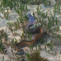 Gymnothorax annasona