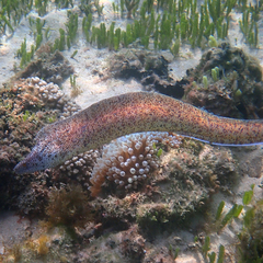 Gymnothorax annasona