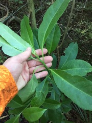 Melicytus macrophyllus