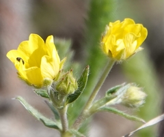 Potentilla nivea