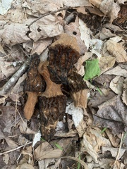 Morchella angusticeps
