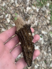 Morchella angusticeps