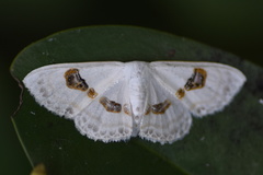 Problepsis vulgaris