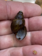 Campeloma decampi