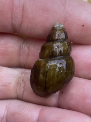 Campeloma decampi