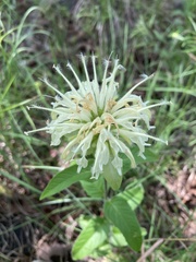 Monarda luteola