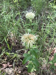 Monarda luteola
