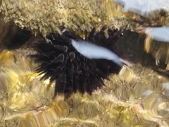 Echinometra oblonga