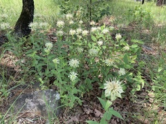 Monarda luteola