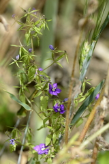 Legousia speculum-veneris