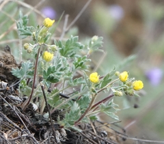 Potentilla nivea