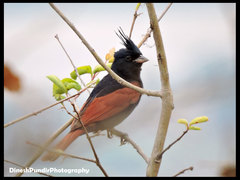 Emberiza lathami