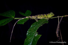 Gonocephalus liogaster