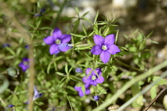 Legousia speculum-veneris