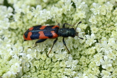 Trichodes alvearius