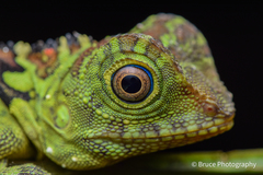 Gonocephalus liogaster