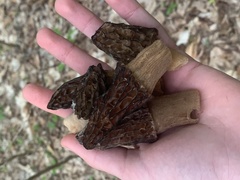 Morchella angusticeps