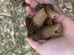 Morchella angusticeps