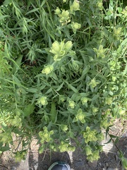 Castilleja unalaschcensis